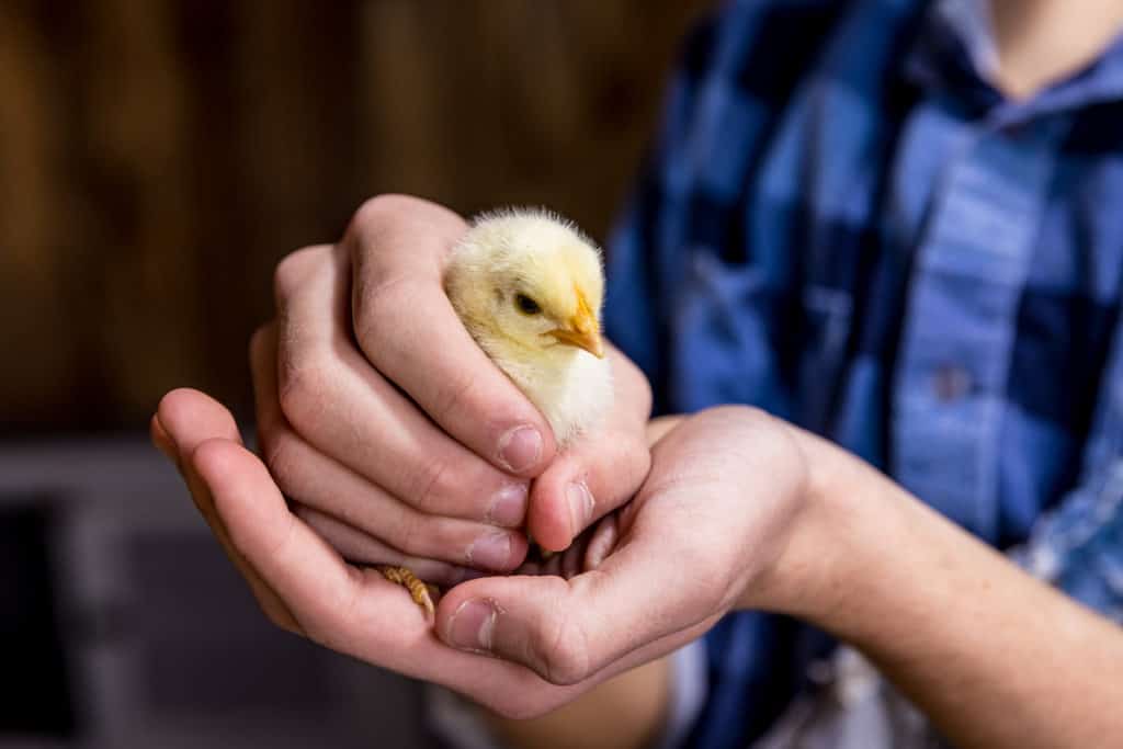 Chicks