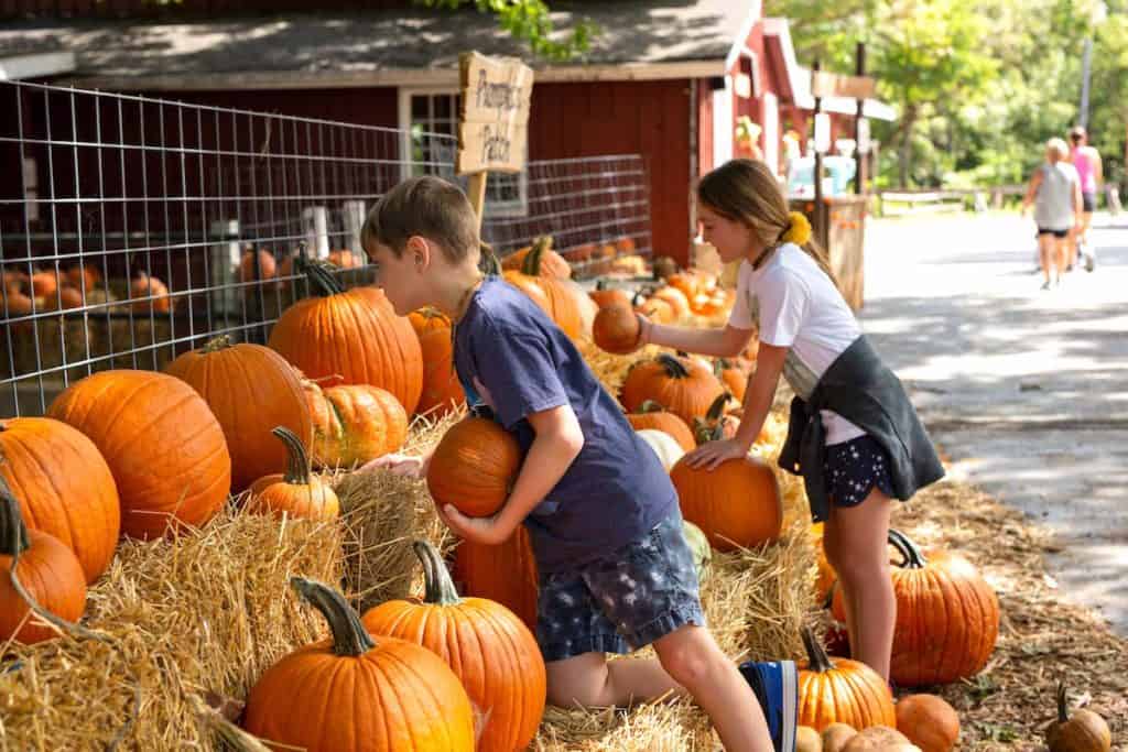 Pumpkin patch
