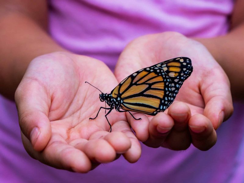 butterfuly release order scaled