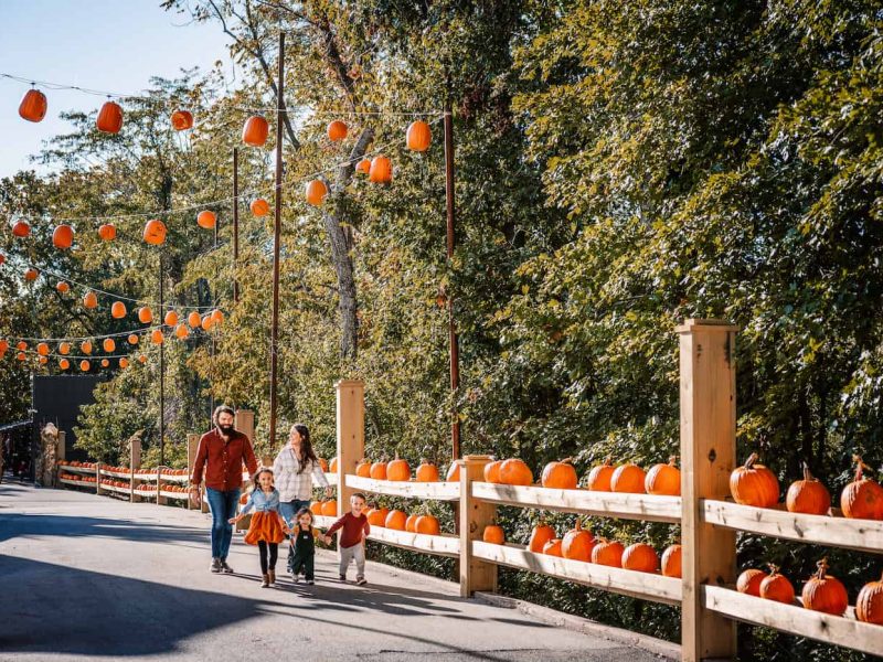 pumpkinwalkway